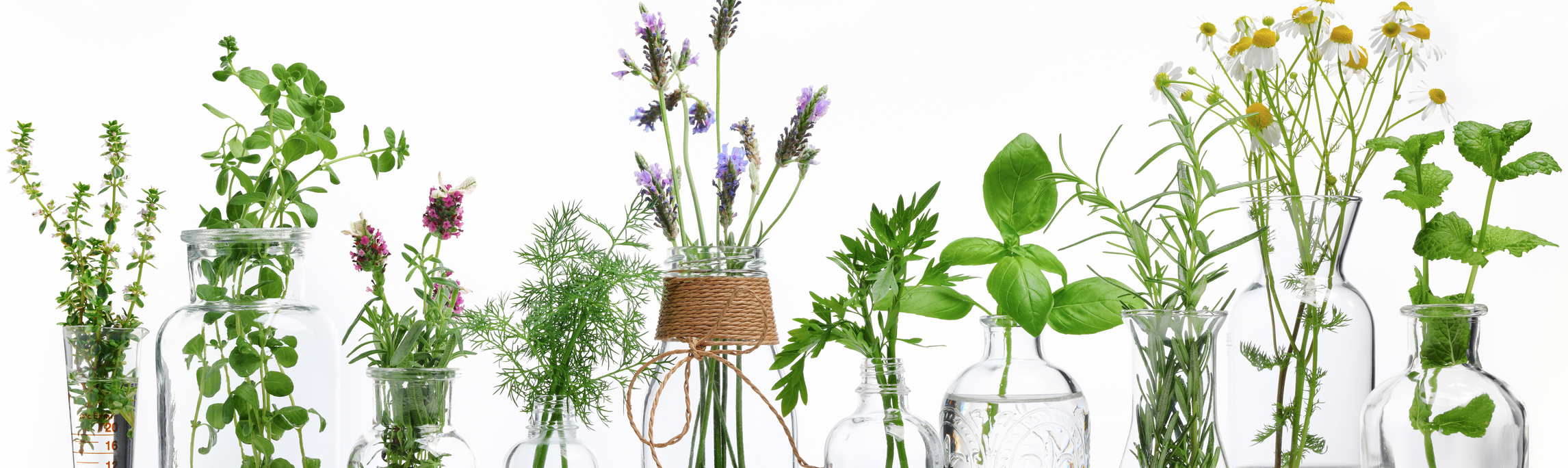 Photo of various wild blooms botanicals including lavendar, daisies, with basil, fennel, and mint